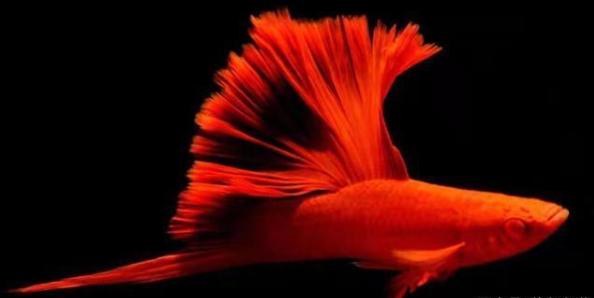 常见小型观赏鱼种类有哪些,有什么小型观赏鱼