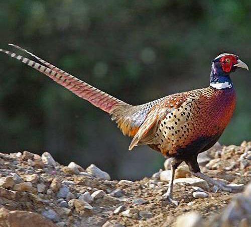 为什么下山野鸡不能追,下山野鸡为什么不能追