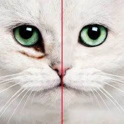 猫宫庄园如何让猫咪对你产生好感,猫宫庄园猫咪是否可以笼养