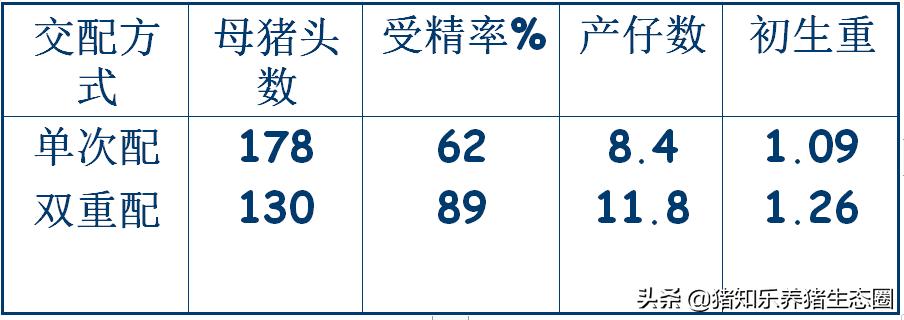 猪授精的正确方法,猪授精的正确方法是什么