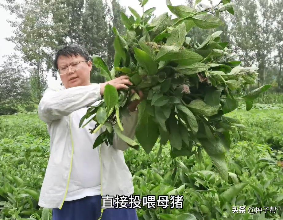 揭秘俄菜假种子,原繁殖种根,市面上假种子是菊苣、鲁梅克斯代替