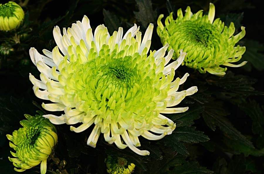 菊花常见病虫害及防治技术,什么菊花四季开花无病虫害