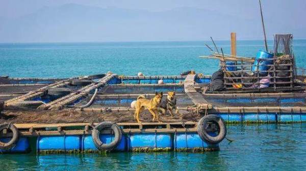 海南海陵岛旅游攻略,阳江海陵岛住宿攻略