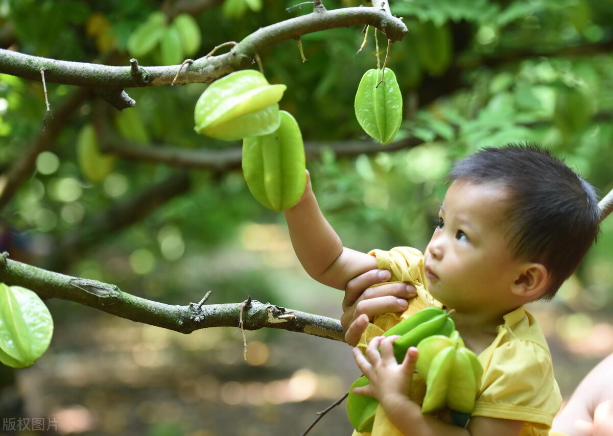 杨桃致命风险,杨桃不能与什么水果同吃
