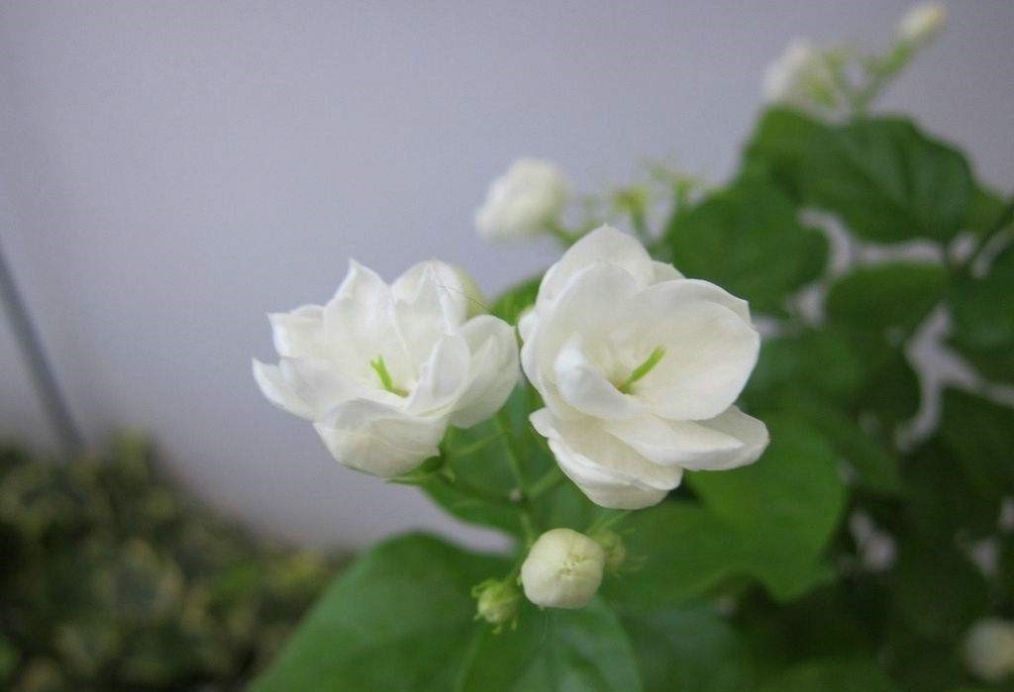 茉莉花花苞没开就掉怎么办,茉莉花花苞发软怎么回事