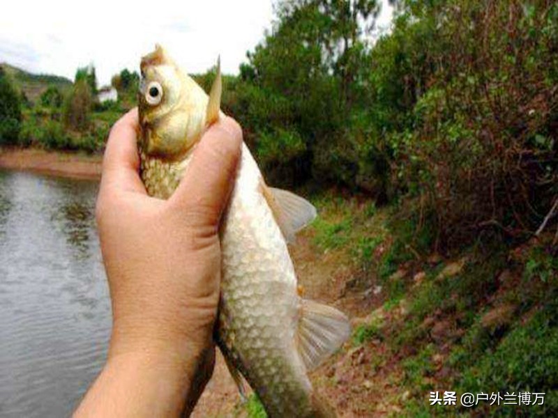 为什么都说新手用蓝鲫,为什么老钓手不爱用蓝鲫