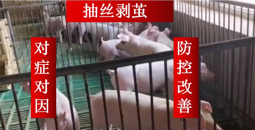 猪咳嗽气喘是怎么处理的？抽丝剥茧寻诱因，对症对应防控是关键