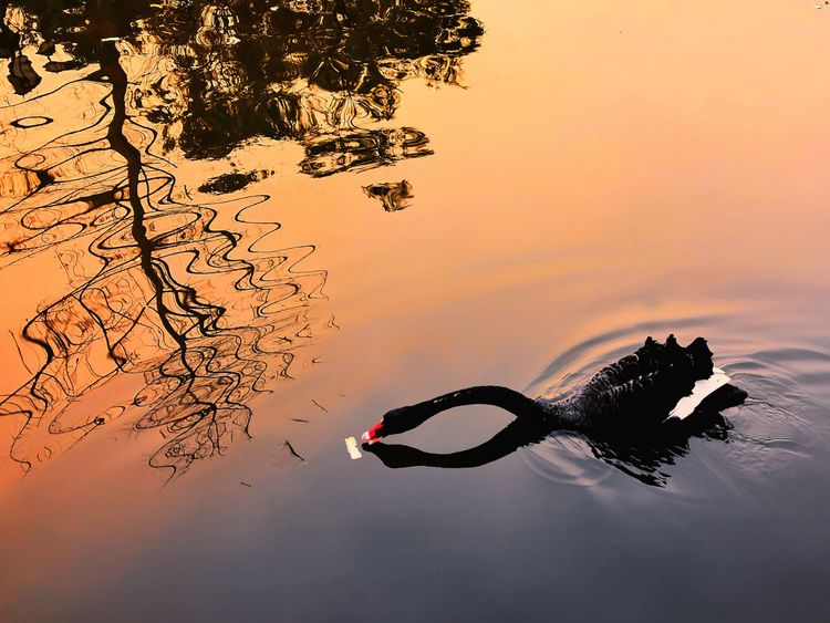 早晨和黄昏时段，手机摄影佳作赏析