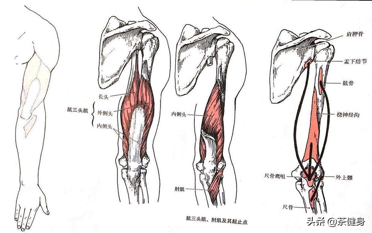 怎么练肱三头肌,手臂怎么练三头肌
