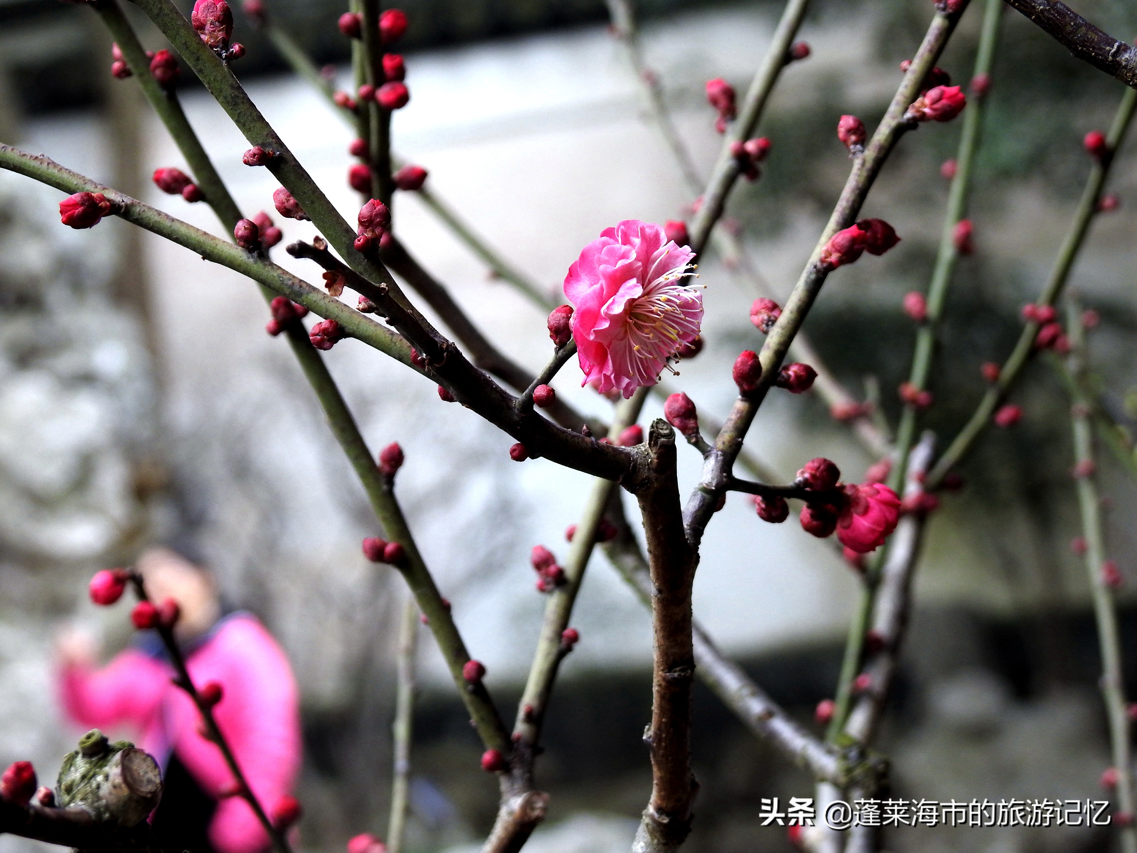 上海名园豫园,城市山林公园