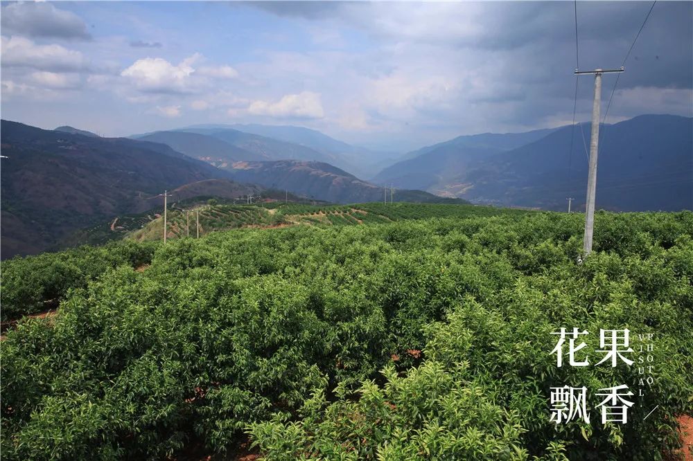 上市最早，收益最高，风险最大，果园投资的子午谷奇谋可取吗？