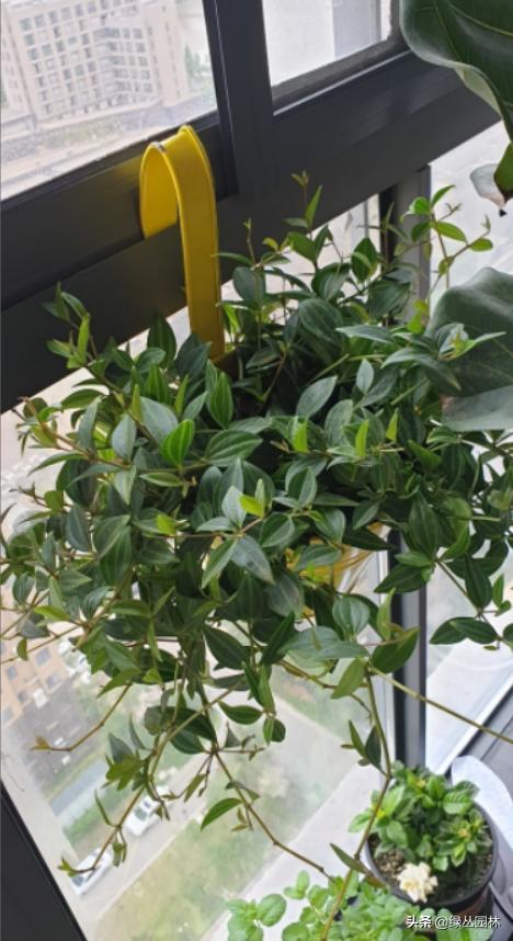 武汉养花技术哪里培训,北京养花小技巧