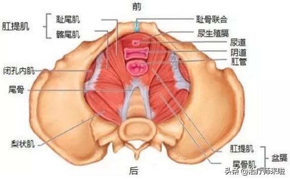 盆底功能障碍的康复——理论基础篇