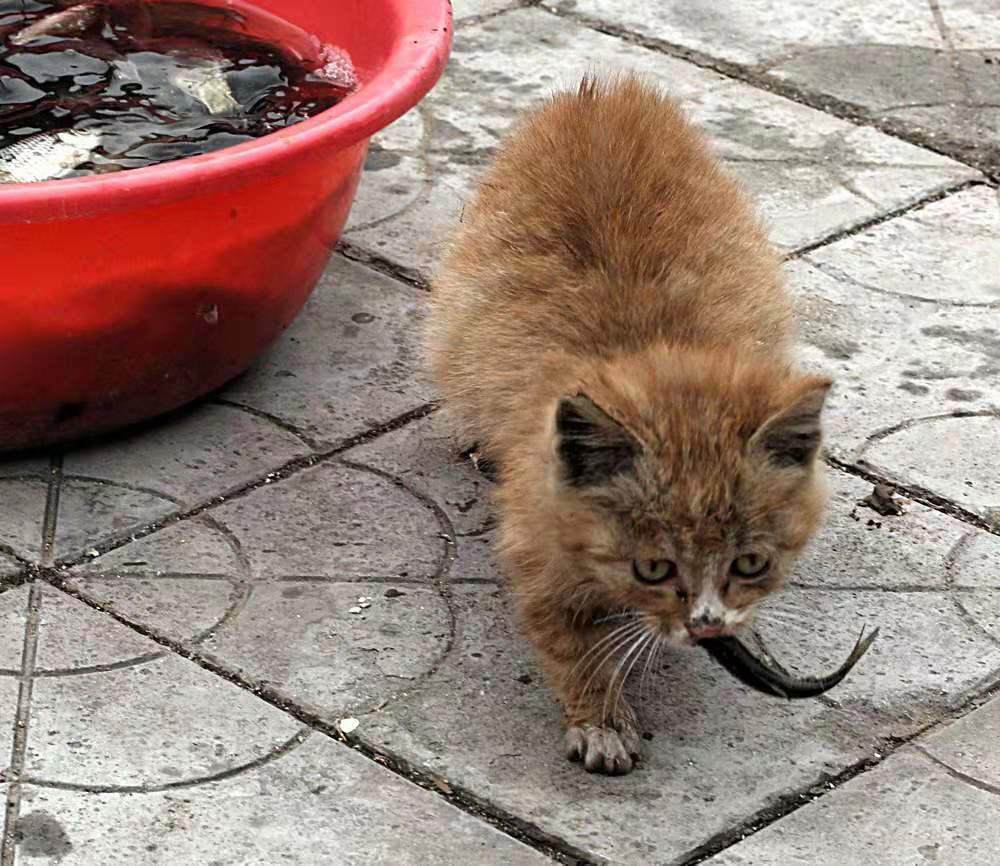 猫咪天生不爱吃鱼,为什么猫咪不爱吃鱼