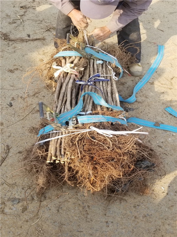 芭劳奈无花果适合哪种树形,芭劳奈无花果图片大全