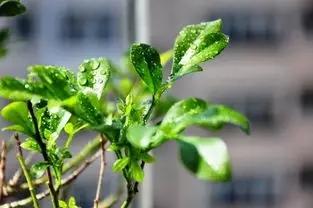 养殖米兰,米兰的冬季养护方法与要点