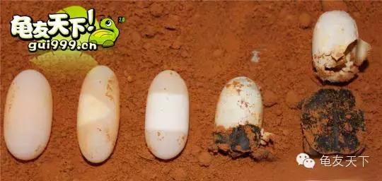 龟产蛋前要准备什么,龟产蛋后期饲养方法