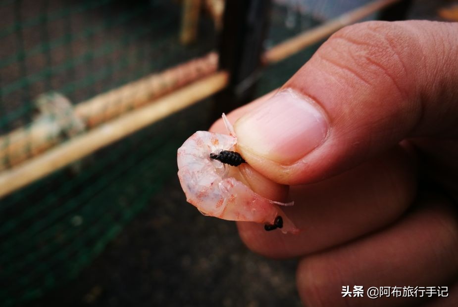 游钓鸣门海峡和濑户内海，天气不好，就算千年日本皇室渔场也不行