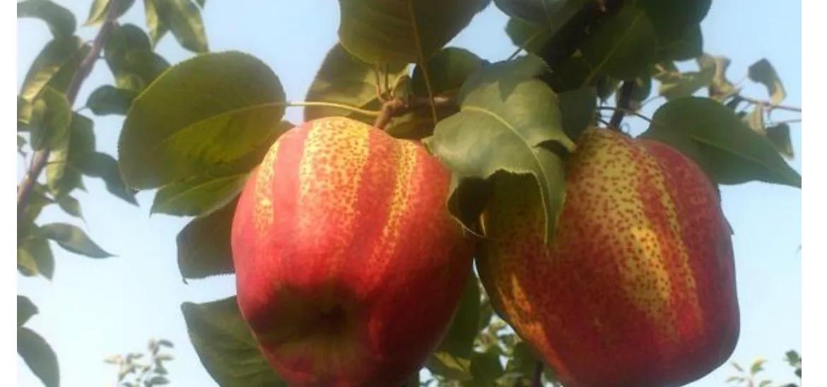 晚秋黄梨树苗哪里有售,早熟红心梨树苗出售