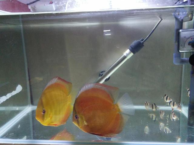 鱼缸三合一水泵必须放在水里吗,鱼缸水泵出水有气泡是什么原因