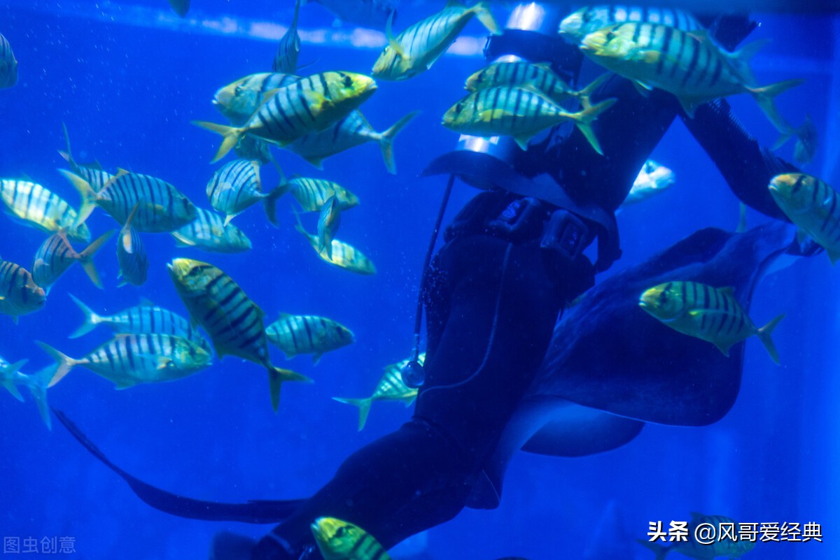 佳明声纳模块,佳明声纳动态