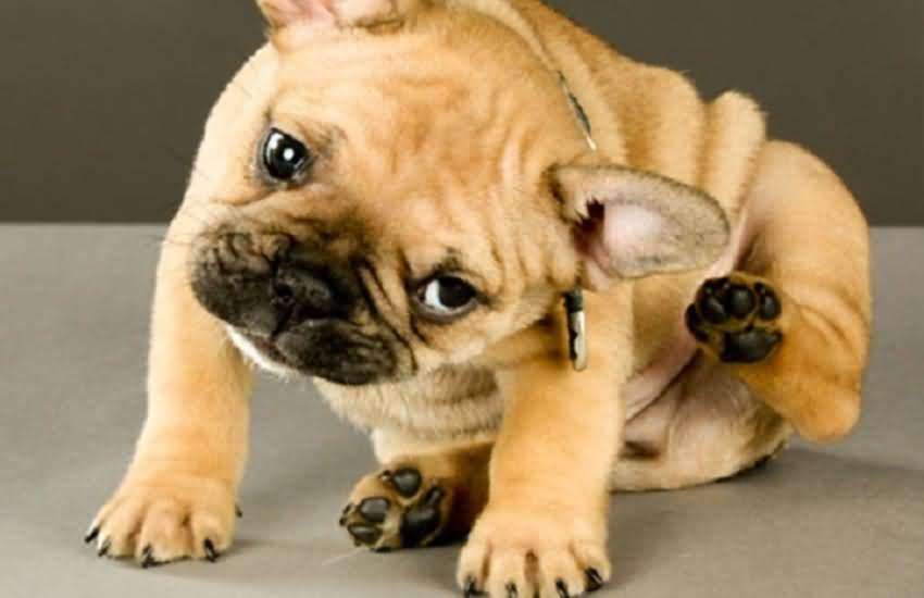 狗狗总是长癣掉毛用什么药好,狗狗总是长螨虫怎么办