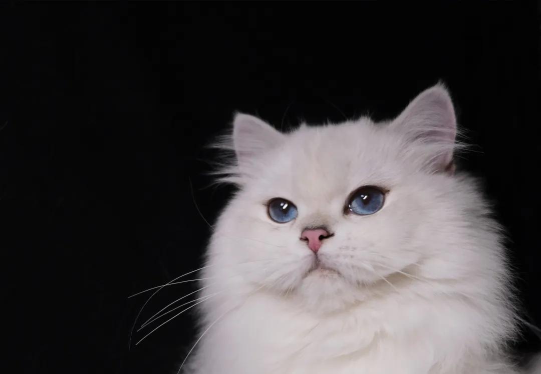 所有英短色系,秒懂英语8大成分