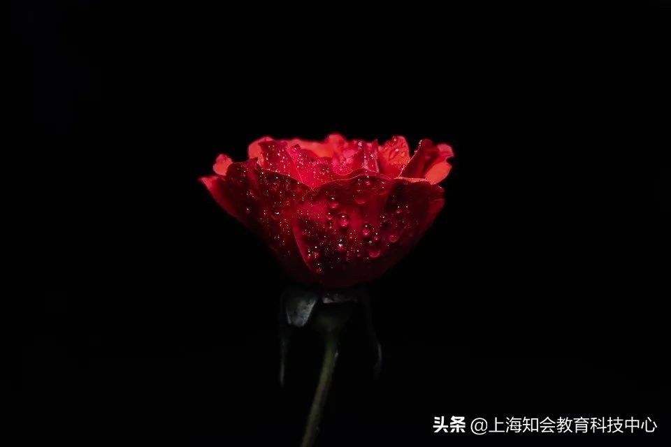 白岩松说自己对孩子教育很重要 (白岩松的家庭教育决定孩子一生)