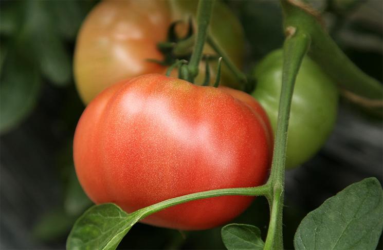 番茄简单而且好吃的方法,好吃又好看番茄品种推荐