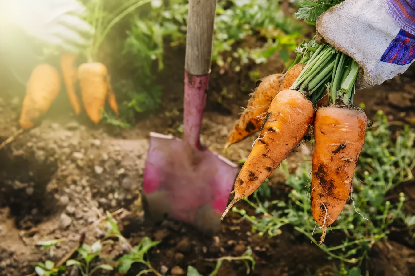 @长春人，这里有您一分田！快来认领！