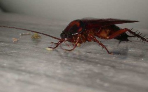 娱乐场所灭蟑螂上门服务,广州上门灭蟑螂电话号码