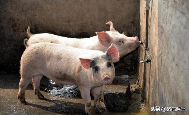 仔猪传染性胸膜肺炎的症状与治疗,猪传染性胸膜肺炎案例