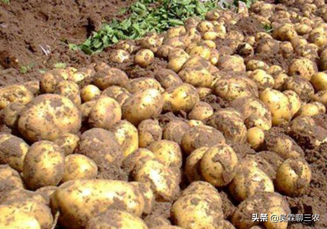 入窖后温度变化及应对,粮食入窖温度高低有什么作用