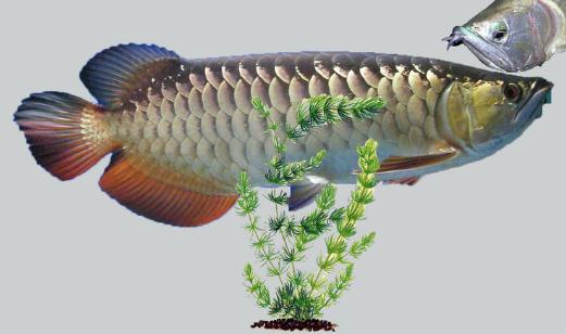 银龙鱼养殖技术农广天地,野生银龙鱼与养殖区别