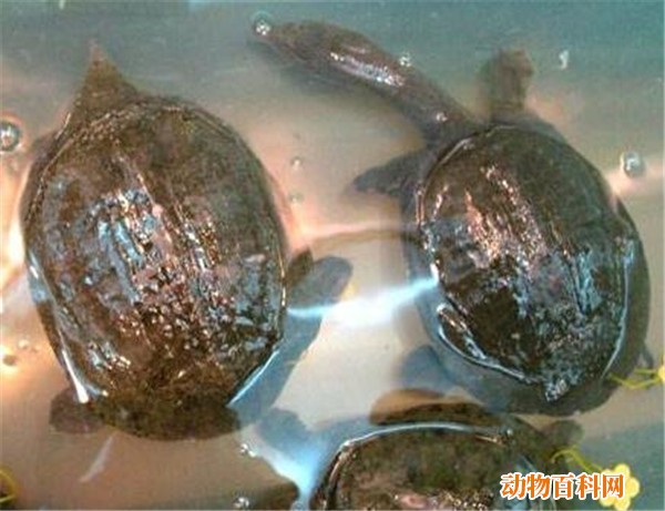 鳖怎么吃,鳖怎样吃