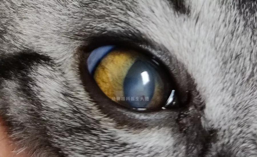 猫咪角膜溃疡，眼睛上圆形凹陷，滴药后痊愈