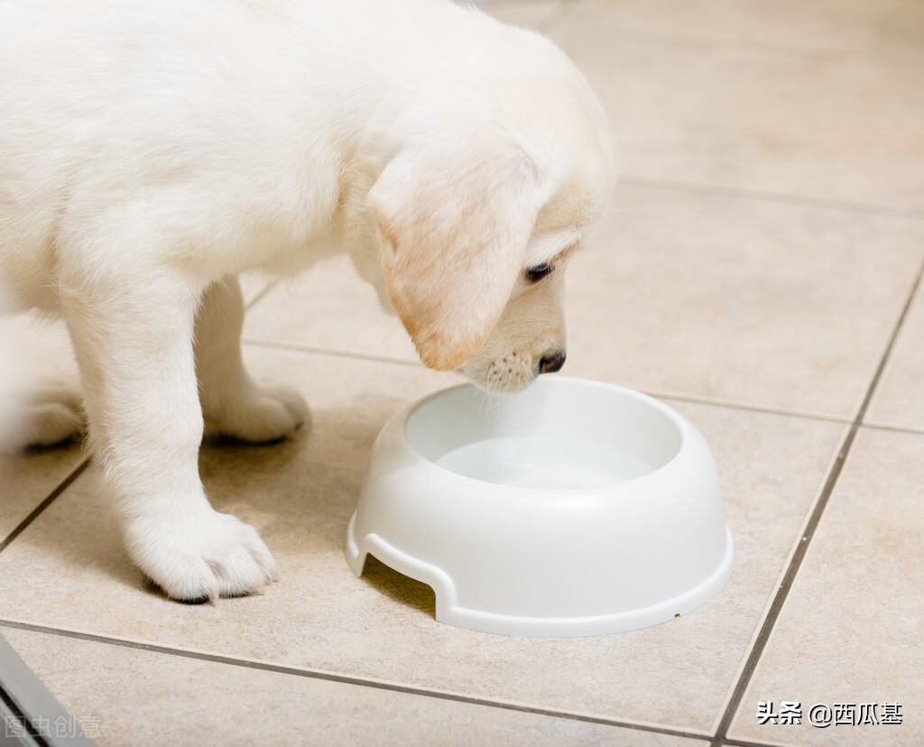 正确饲养宠物犬的合理化建议,喂养宠物狗基础知识
