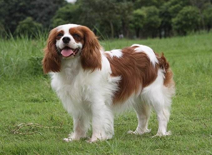 哪6种狗狗没有攻击性和不咬人,不爱狂吠的狗狗有哪些