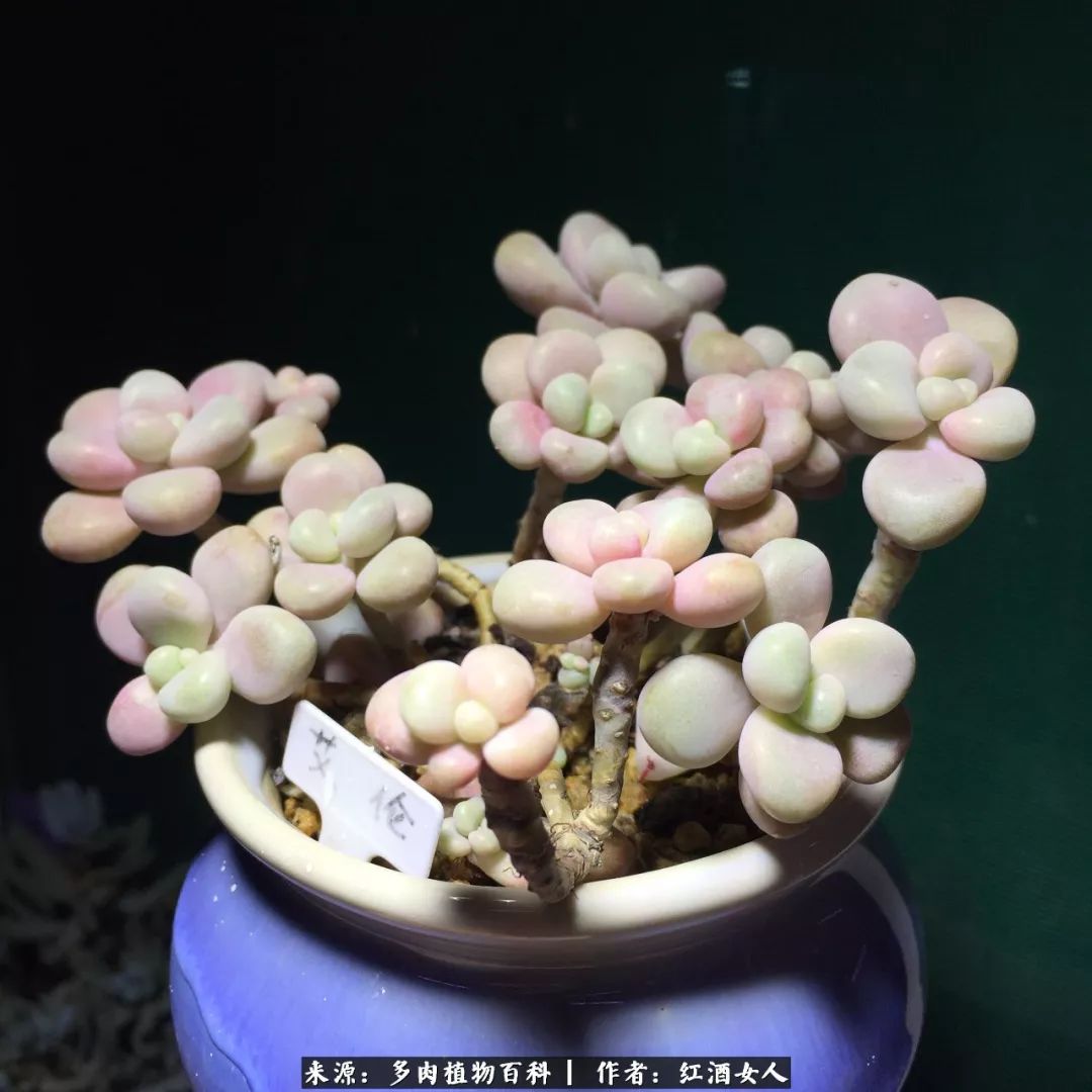 记录走过的美景留下美好的回忆,记录走过的每一段美好时光