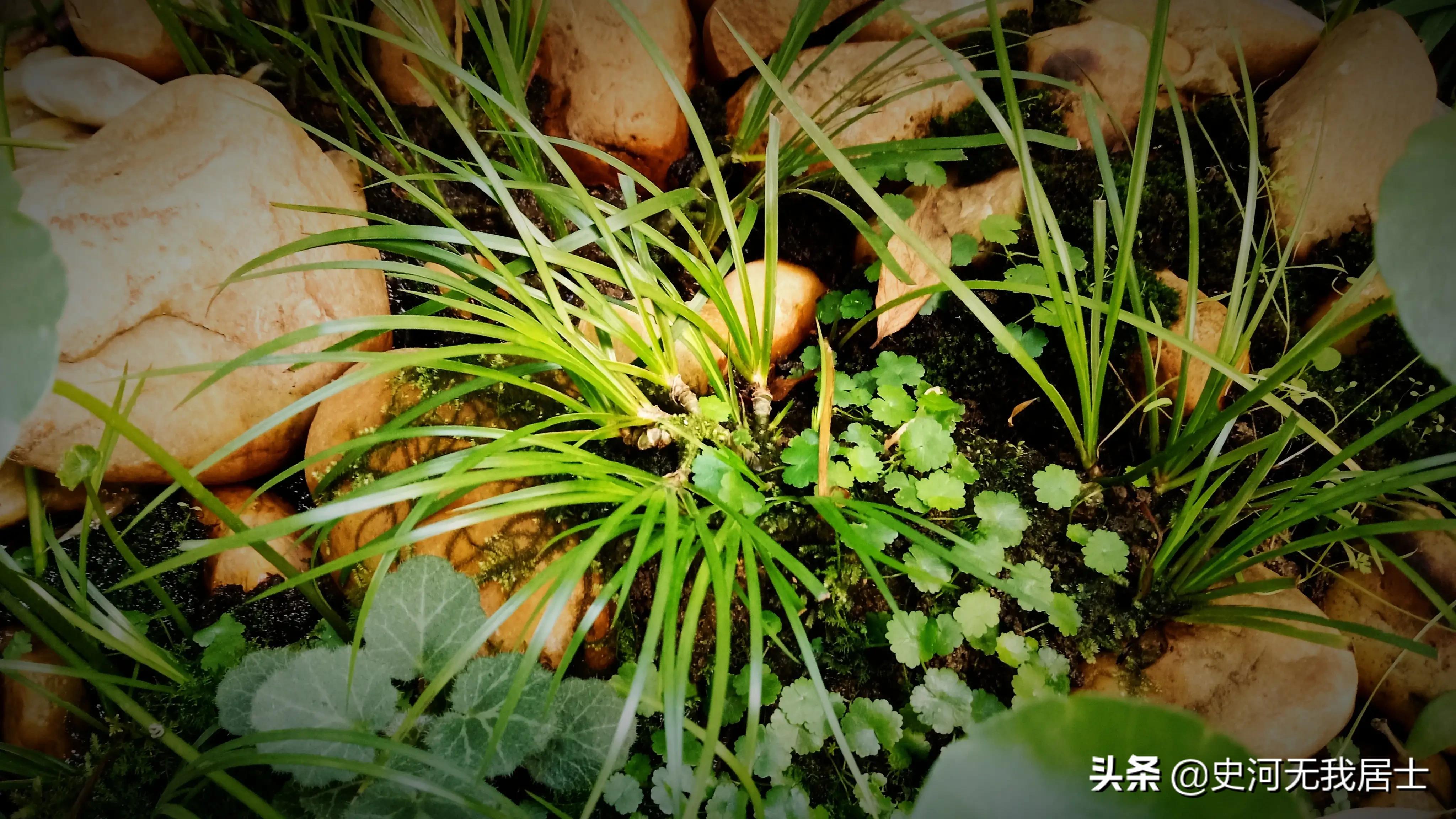 石菖蒲养护方法,石菖蒲的养护方法和用量