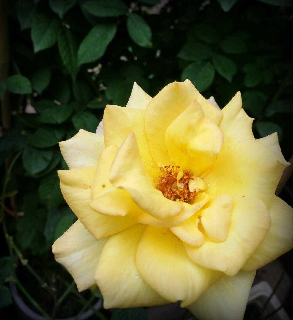 一半咖啡一半书,一半咖啡一半奶叫什么