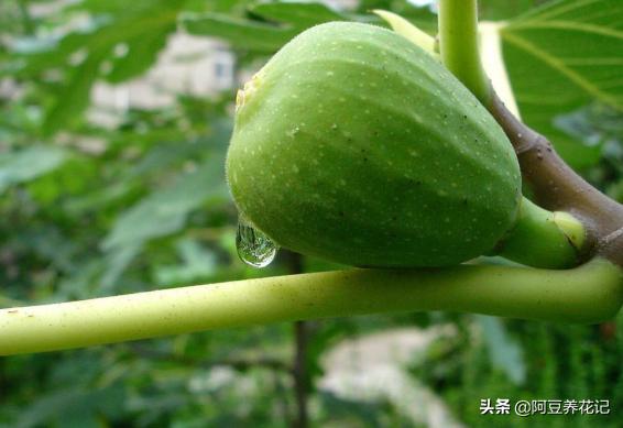无花果适合家里养,无花果家养讲究