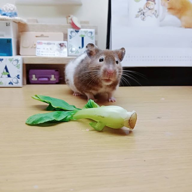 仓鼠幼鼠需要吃什么粮食,仓鼠颊囊炎期间怎么喂食