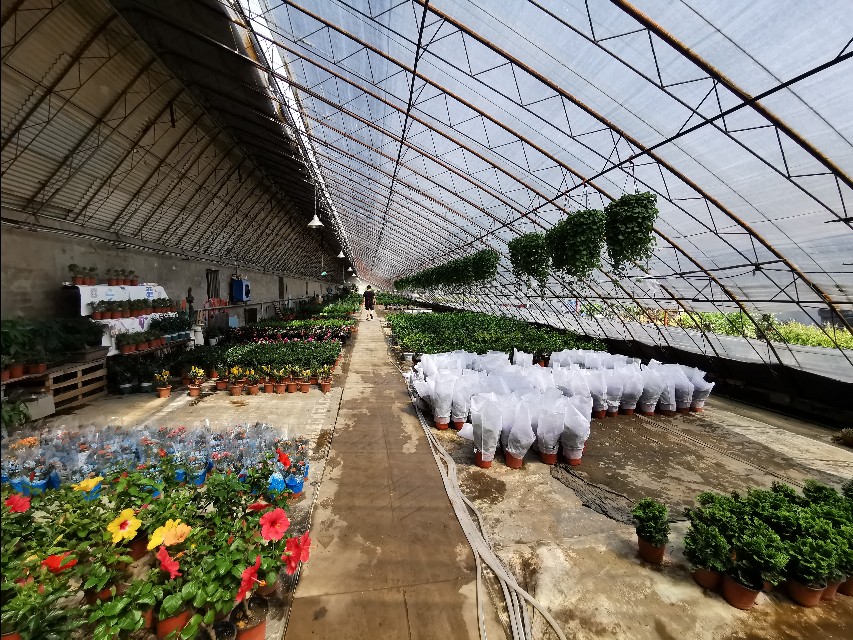 循迹盛京之十二浑南南井村花卉市场