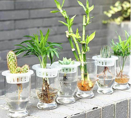 室内水培植物花卉大全,适合水培陶粒的室内花卉