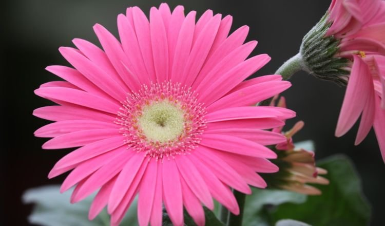 养花晚上浇水好还是早上浇水好,夏天养花怎么浇水最好