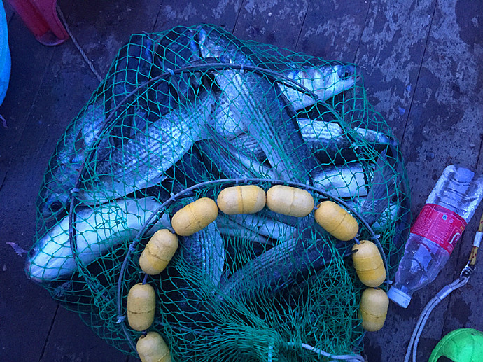 鲻鱼的钓法和技巧,钓鲻鱼用什么钩型比较好