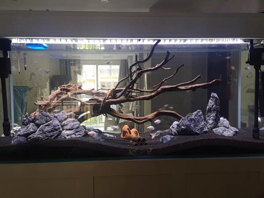 鱼缸里总是长褐藻怎么根除,鱼缸中褐藻绿藻都有怎么解决