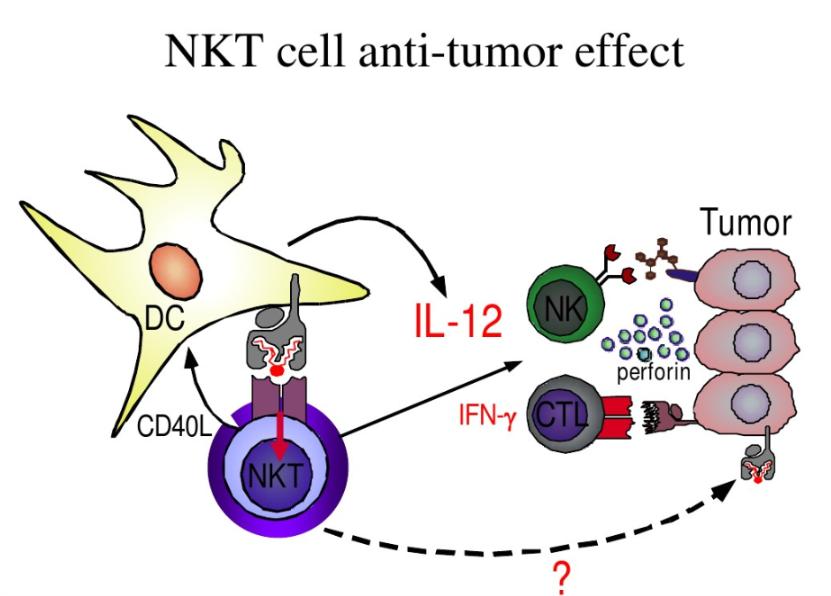 免疫NKT细胞,nkt细胞治疗肿瘤十大科普问题