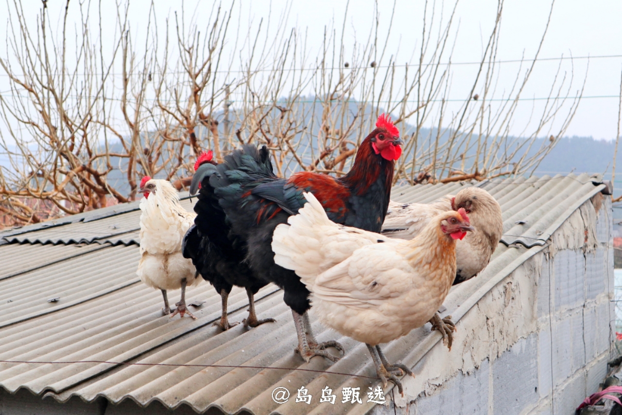 远离城市休闲的好地方,青岛郊区小众好去处